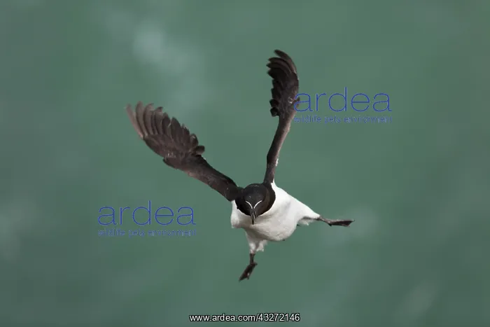 : 80200665 Razorbill - in flight Skomer, Wales, UK : 80200665 Razorbill - in flight Skomer, Wales, UK