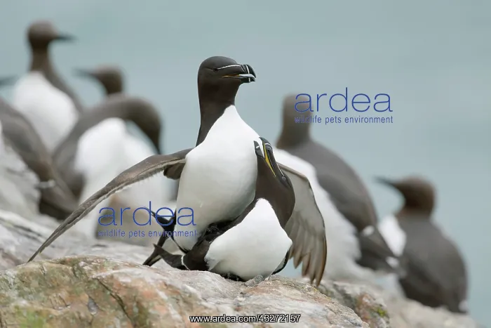 : 80200666 Razorbill - pair mating Skomer, Wales : 80200666 Razorbill - pair mating Skomer, Wales