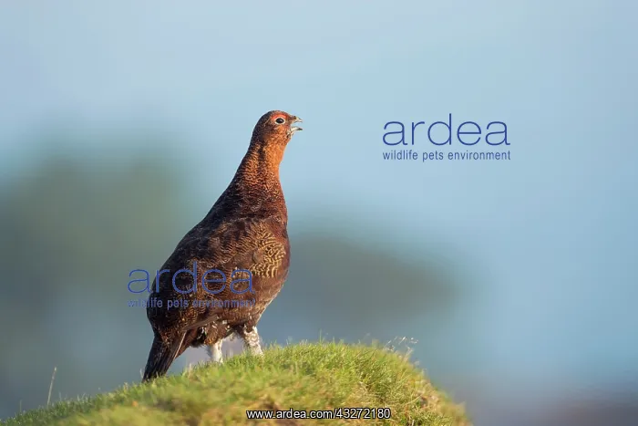 : 80200668 Red Grouse North Yorkshire Moors, UK Lagopus : 80200668 Red Grouse North Yorkshire Moors, UK Lagopus