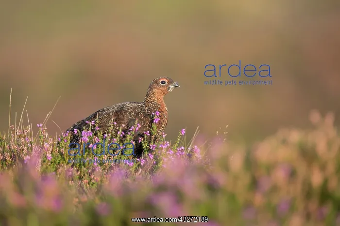 : 80200669 Red Grouse UK Lagopus lagopus scotica David : 80200669 Red Grouse UK Lagopus lagopus scotica David