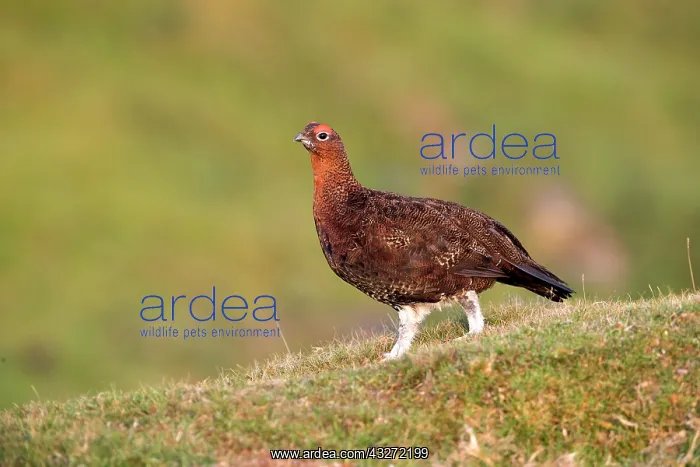 : 80200670 Red Grouse North Yorkshire Moors, UK Lagopus : 80200670 Red Grouse North Yorkshire Moors, UK Lagopus