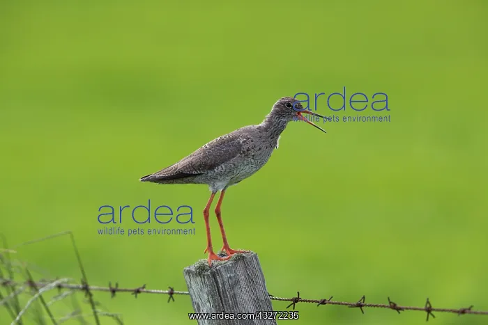 : 80200673 Redshank - calling from fence post Orkney : 80200673 Redshank - calling from fence post Orkney