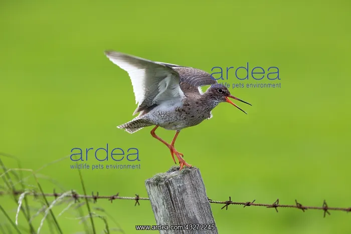 : 80200674 Redshank - calling from fence post Orkney : 80200674 Redshank - calling from fence post Orkney