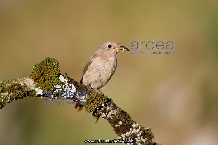 : 80200675 Redstart - female with insect prey Devon : 80200675 Redstart - female with insect prey Devon