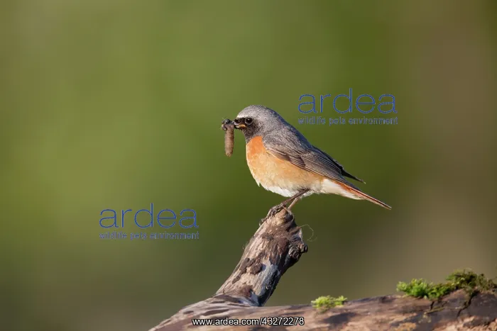 : 80200677 Redstart - male with insect prey Devon : 80200677 Redstart - male with insect prey Devon