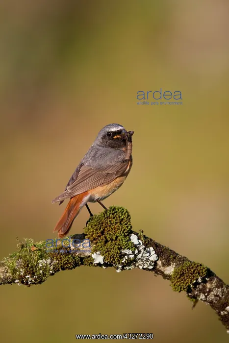: 80200678 Redstart - male with insect prey Devon : 80200678 Redstart - male with insect prey Devon