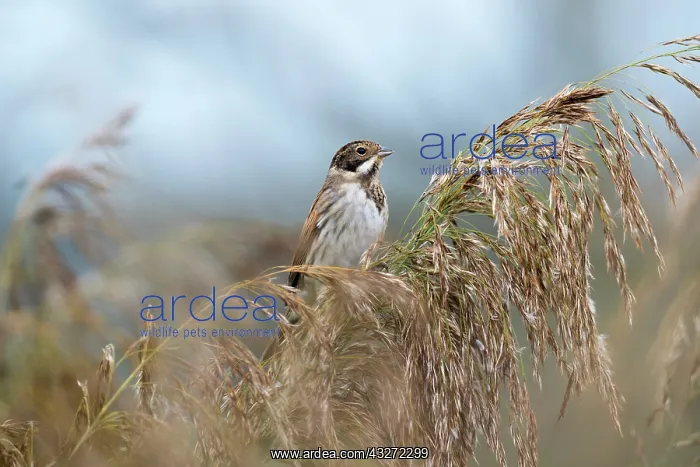 : 80200679 Reed Bunting - on reed Cornwall, UK Emberiza : 80200679 Reed Bunting - on reed Cornwall, UK Emberiza