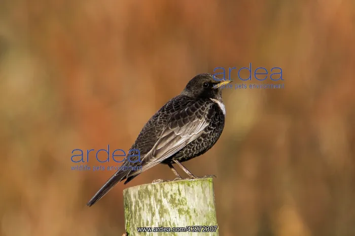 : 80200680 Ring Ouzel - male Cornwall, UK Turdus torquatus : 80200680 Ring Ouzel - male Cornwall, UK Turdus torquatus