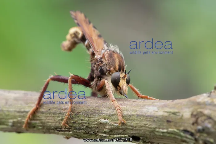 : 80200681 Robber Fly Cornwall, UK David Chapman All : 80200681 Robber Fly Cornwall, UK David Chapman All
