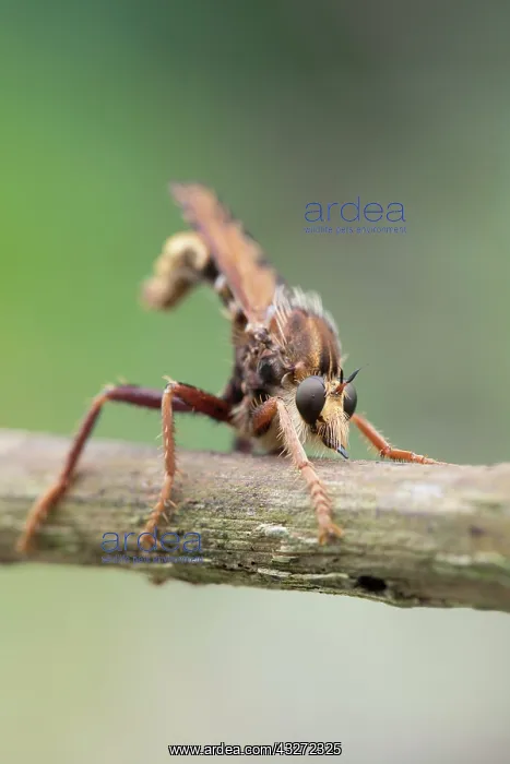 : 80200682 Robber Fly Cornwall, UK David Chapman All : 80200682 Robber Fly Cornwall, UK David Chapman All