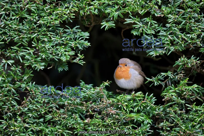 : 80200683 Robin Scotland, UK Erithacus rubecula David : 80200683 Robin Scotland, UK Erithacus rubecula David