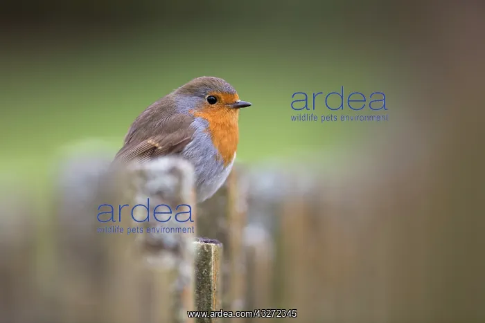 : 80200684 Robin Scotland, UK Erithacus rubecula David : 80200684 Robin Scotland, UK Erithacus rubecula David
