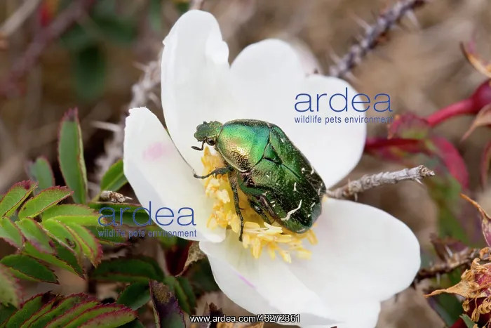 : 80200686 Rose Chafer Beetle - on Rose Anglesey : 80200686 Rose Chafer Beetle - on Rose Anglesey