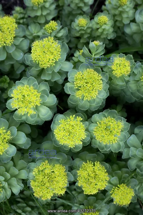 : 80200687 Roseroot Flower Scotland, UK Rhodiola rosea : 80200687 Roseroot Flower Scotland, UK Rhodiola rosea