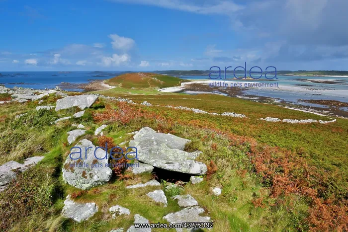 : 80200689 Samson Isles of Scilly, UK David Chapman : 80200689 Samson Isles of Scilly, UK David Chapman