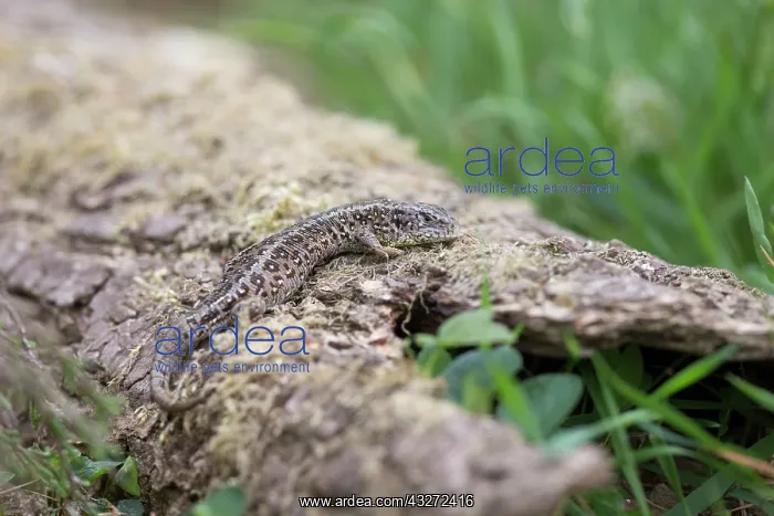  : 80200691 Sand Lizard - female Hampshire, UK Lacerta