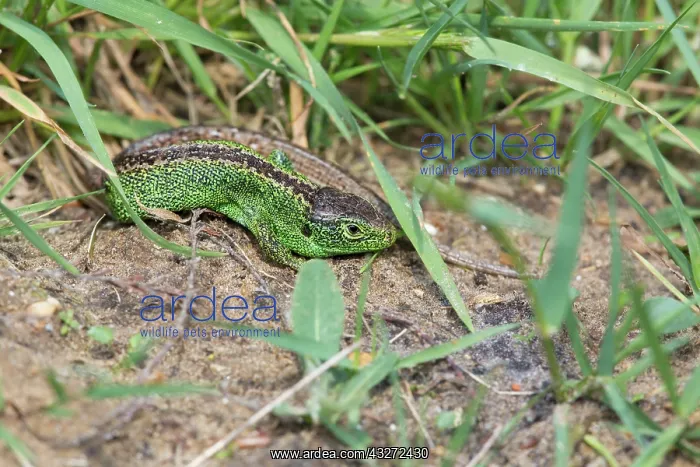 : 80200692 Sand Lizard - male Hampshire, UK Lacerta : 80200692 Sand Lizard - male Hampshire, UK Lacerta