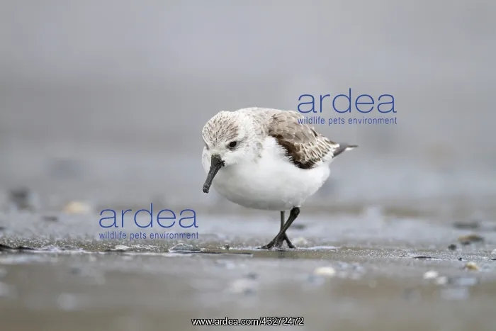 : 80200695 Sanderling Cornwall, UK Calidris alba David : 80200695 Sanderling Cornwall, UK Calidris alba David