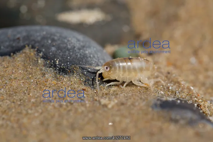: 80200696 Sandhopper - on beach Anglesey, UK Talitrus : 80200696 Sandhopper - on beach Anglesey, UK Talitrus