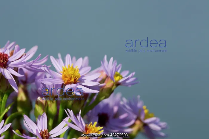 : 80200698 Sea Aster Flowers Cornwall, UK Tripolium : 80200698 Sea Aster Flowers Cornwall, UK Tripolium