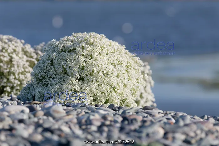 : 80200699 Sea Kale Cemlyn Bay, Anglesey, UK Crambe : 80200699 Sea Kale Cemlyn Bay, Anglesey, UK Crambe