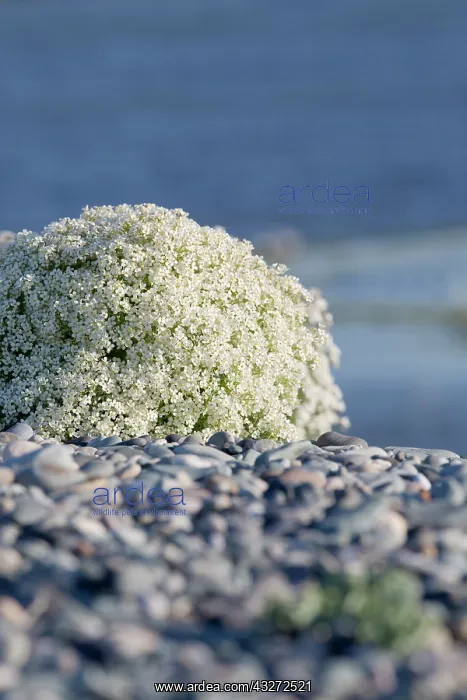 : 80200700 Sea Kale Cemlyn Bay, Anglesey, UK Crambe : 80200700 Sea Kale Cemlyn Bay, Anglesey, UK Crambe