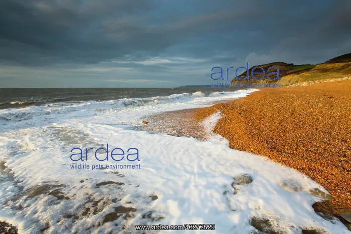 : 80200701 Seascape - Seatown Beach Dorset, UK David : 80200701 Seascape - Seatown Beach Dorset, UK David