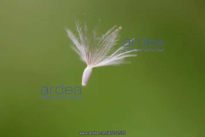  : 80200702 Seed - dispersed in wind UK David Chapman