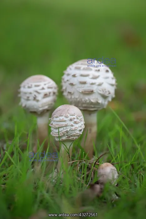 : 80200704 Shaggy Parasol Mushroom Cornwall, UK Chlorophyllum : 80200704 Shaggy Parasol Mushroom Cornwall, UK Chlorophyllum