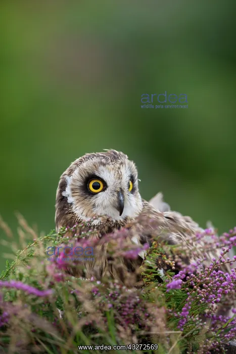  : 80200705 Short Eared Owl Wales, UK Asio flammeus