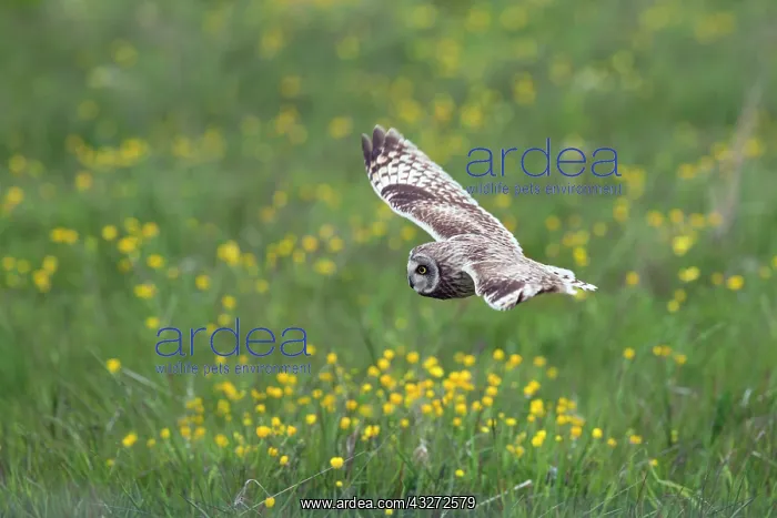 : 80200706 Short Eared Owl - in flight Orkney, UK : 80200706 Short Eared Owl - in flight Orkney, UK