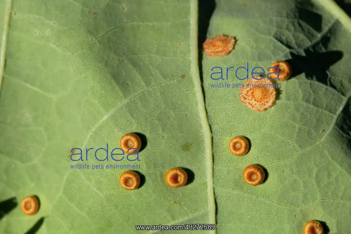 : 80200707 Silk Button Gall - Spangle Gall (Neuroterus : 80200707 Silk Button Gall - Spangle Gall (Neuroterus