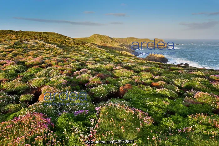 : 80200708 Sea Campion and Thrift Skomer, Wales : 80200708 Sea Campion and Thrift Skomer, Wales