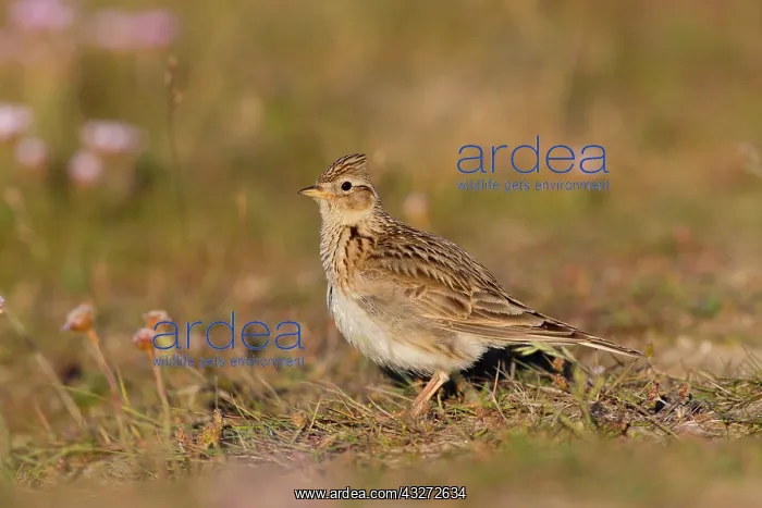 : 80200711 Skylark Anglesey, UK Alauda arvensis David : 80200711 Skylark Anglesey, UK Alauda arvensis David