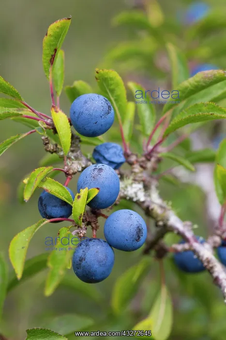 : 80200712 Blackthorn Sloe Berries Cornwall, UK Prunus : 80200712 Blackthorn Sloe Berries Cornwall, UK Prunus
