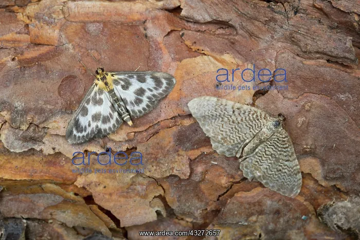 : 80200713 Small Magpie Moth - and Scallop Shell Moth : 80200713 Small Magpie Moth - and Scallop Shell Moth