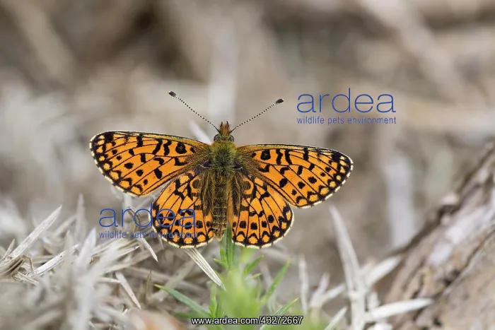 : 80200714 Small Pearl Bordered Fritillary Butterfly : 80200714 Small Pearl Bordered Fritillary Butterfly