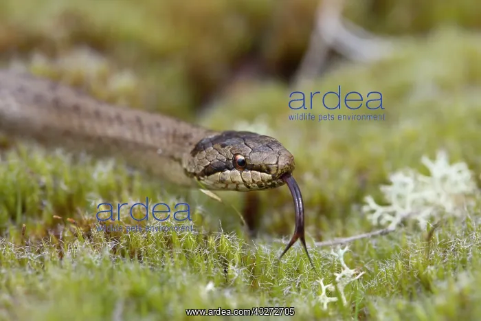 : 80200718 Smooth Snake - with tongue out Hampshire : 80200718 Smooth Snake - with tongue out Hampshire