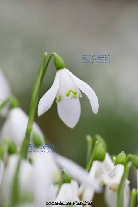 : 80200721 Snowdrop Cornwall, UK David Chapman All : 80200721 Snowdrop Cornwall, UK David Chapman All