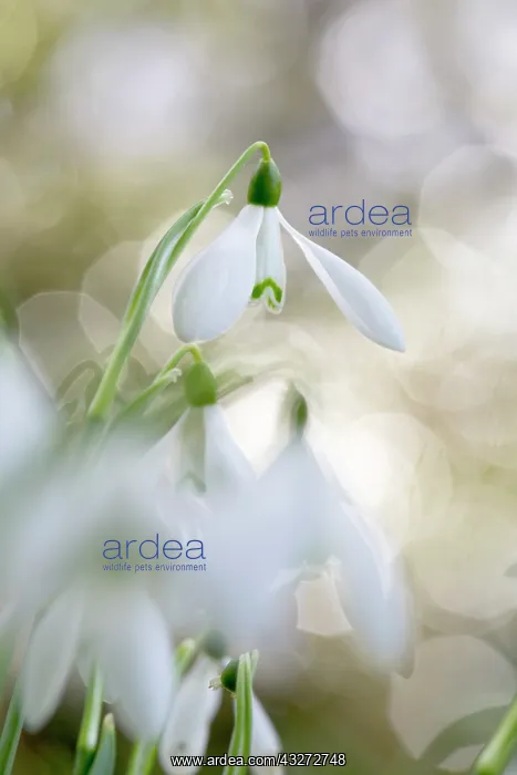 : 80200722 Snowdrop Cornwall, UK David Chapman All : 80200722 Snowdrop Cornwall, UK David Chapman All