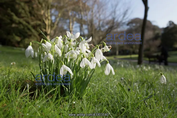 : 80200723 Snowdrops Trenance, Cornwall, UK David : 80200723 Snowdrops Trenance, Cornwall, UK David