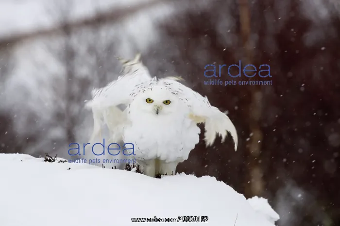 : 80200724 Snowy Owl - in snow Scotland, UK Bubo scandiacus : 80200724 Snowy Owl - in snow Scotland, UK Bubo scandiacus