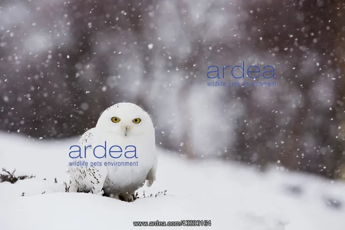 : 80200725 Snowy Owl - in snow Scotland, UK Bubo scandiacus : 80200725 Snowy Owl - in snow Scotland, UK Bubo scandiacus