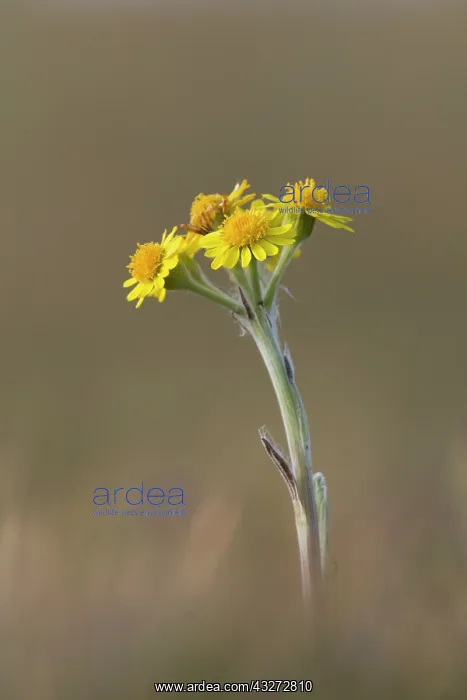 : 80200730 Spatulate Fleawort Flower Isle of Man : 80200730 Spatulate Fleawort Flower Isle of Man