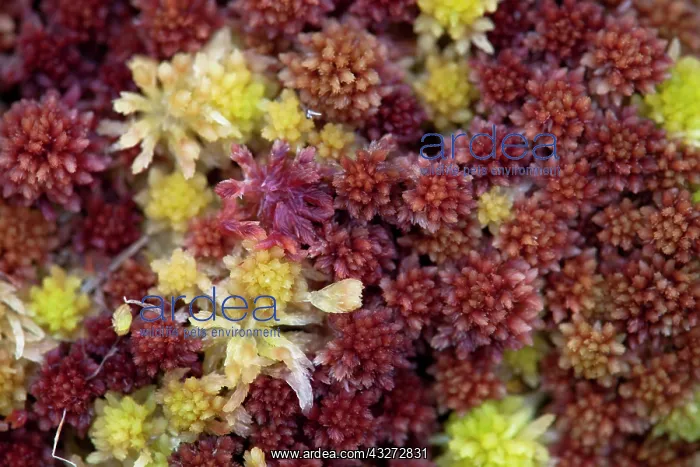 : 80200732 Sphagnum Moss Scotland, UK David Chapman : 80200732 Sphagnum Moss Scotland, UK David Chapman