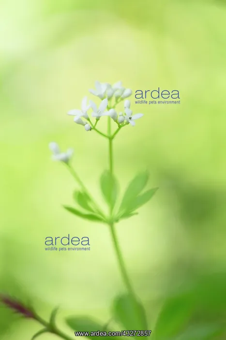 : 80200734 Sweet Woodruff Flower Cornwall, UK Galium : 80200734 Sweet Woodruff Flower Cornwall, UK Galium