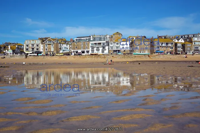 : 80200735 St Ives Harbour Beach Cornwall, UK David : 80200735 St Ives Harbour Beach Cornwall, UK David