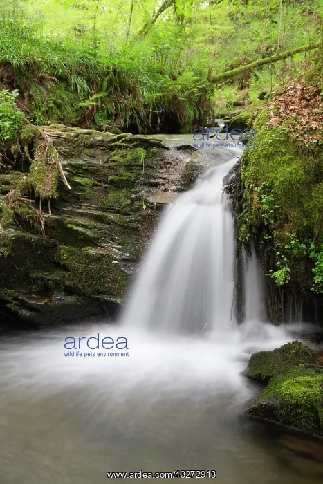 : 80200738 Stara Woods Waterfall Cornwall, UK David : 80200738 Stara Woods Waterfall Cornwall, UK David
