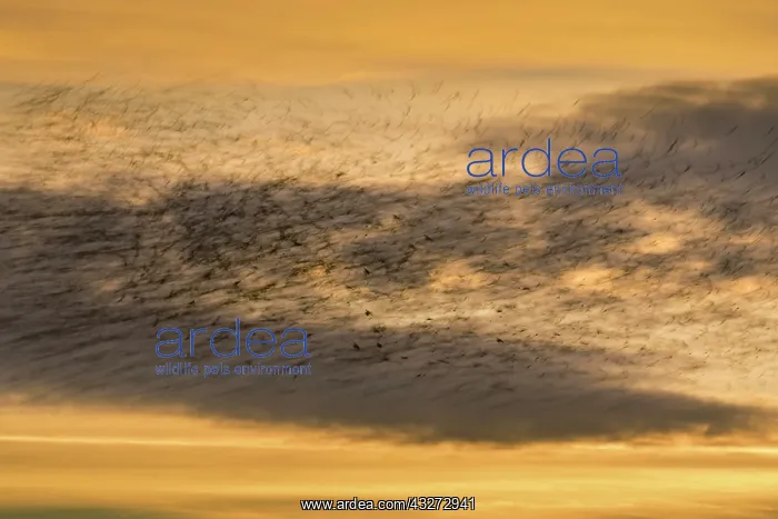: 80200740 Starlings - flock at roost Somerset, UK : 80200740 Starlings - flock at roost Somerset, UK