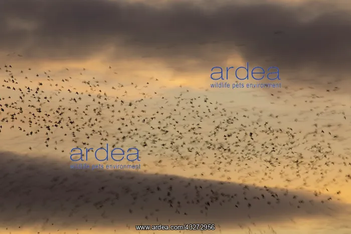 : 80200741 Starlings - flock at roost Somerset, UK